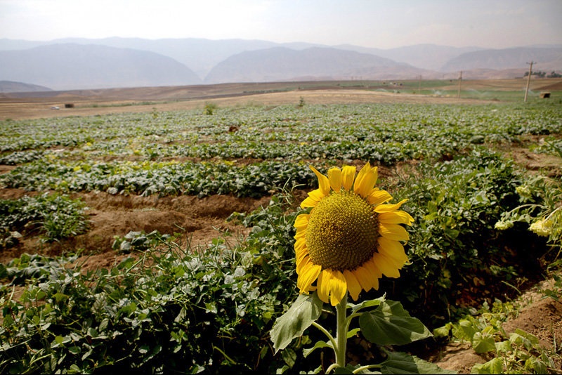 برداشت خیار از کشتزارهای ایران