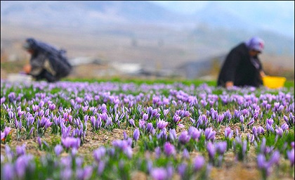 زعفران کیلویی 300 هزار تومان گران شد