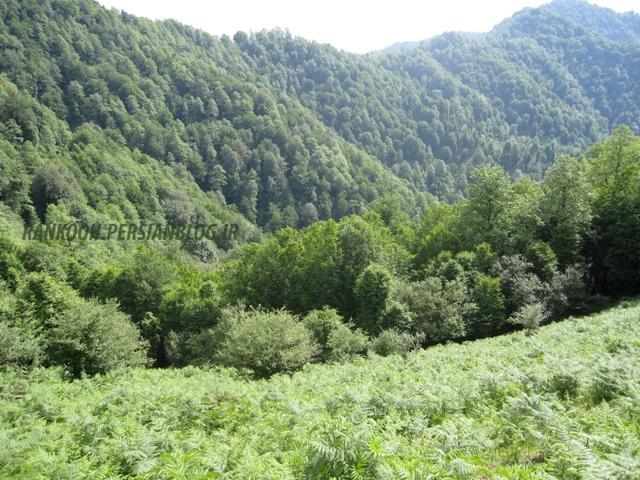 یونسکو به‌کمک جنگل هیرکانی می‌آید