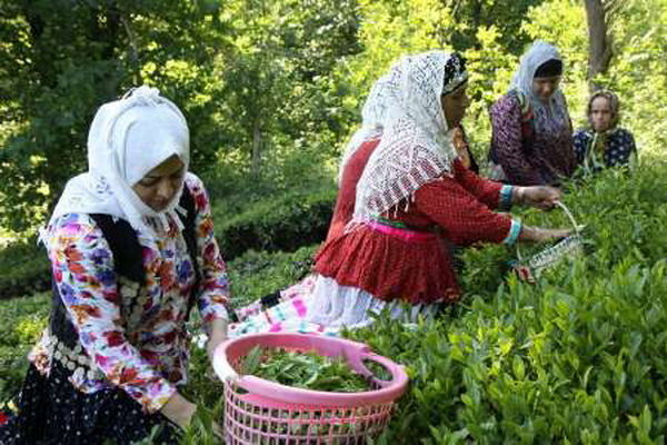 درآمد چایکاران ۴ برابر شد