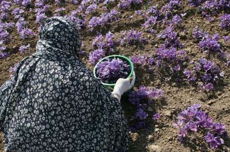 زعفران گران بهای ایرانی تحت مراقبت شدید قرار می گیرد