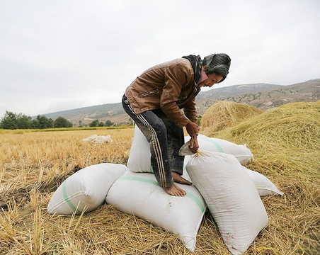 عدم توزیع برنج خارجی در مازندران