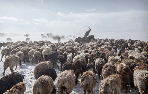 کوچ مغول‌ها در سرمای زیر 40‌درجه‎ +عکس