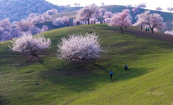 شکوفه های زردآلو دل می‌برد! +عکس