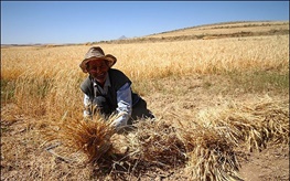 درآستانه جشنی برای خودکفایی گندم