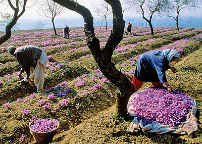 ایران بازارهای جهانی زعفران را از دست می‌دهد؟