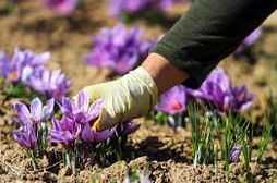 سهم ۶ درصدی ایران از گردش جهانی زعفران