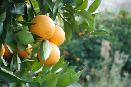 مسیرگشایی صادرات مرکبات