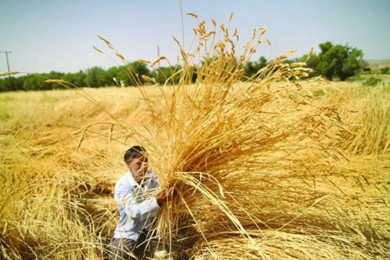 کاوه زرگران: خرید گندم باید توسط بخش خصوصی صورت گیرد