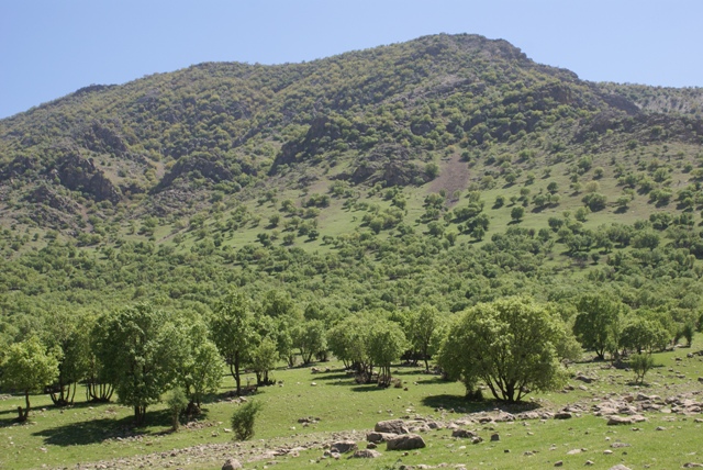 مرده‌ها جای بلوط‌ها را می‌گیرند!