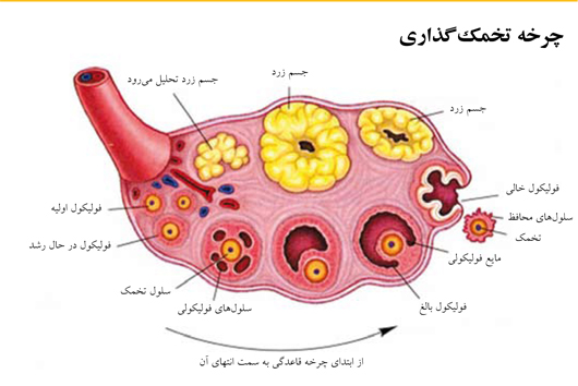 زعفران مانعی در برابر از بین رفتن فولیکول‌های تخمدان