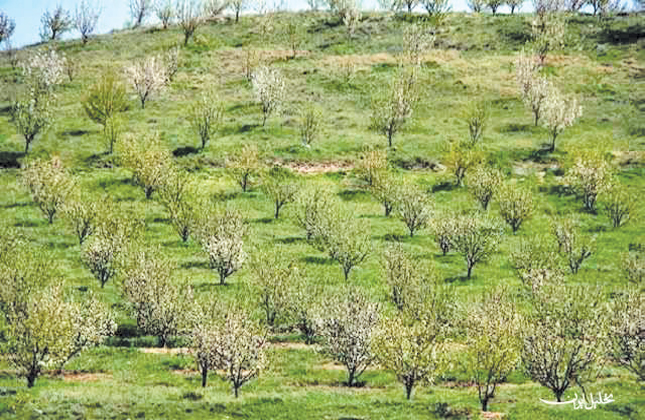 تولید سالانه ۲۰ رقم زراعی و باغی جدید در کشور