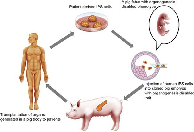 نزدیک شدن محققان به پرورش اندام انسان در بدن خوک