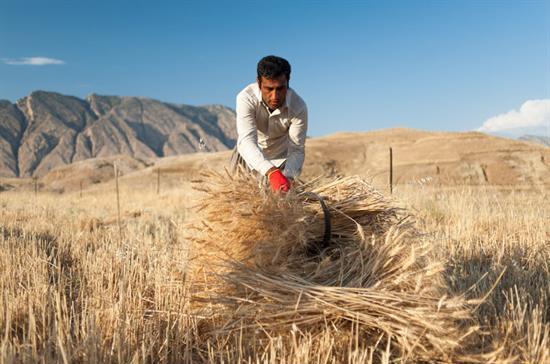 ذخیره ۹میلیون تن گندم در ایران