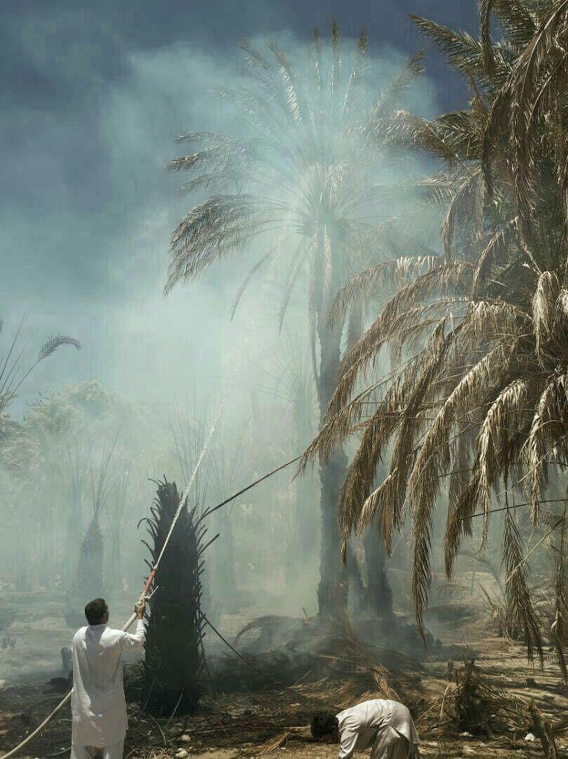 گرما، نخلستان‌ها را سوزاند!