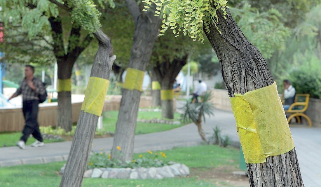 بازگشت قاتلان تابستانی فضای سبز تهران