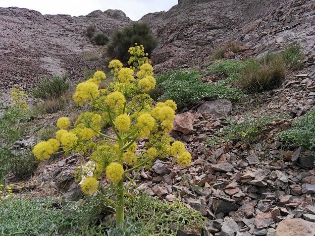 بهره‌برداری از گیاه‌دارویی آنغوزه در مهریز آغاز شد