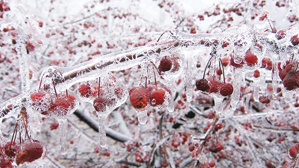 سرمای بی موقع، بلای جان کشاورزان