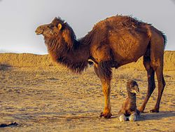 پیشنهاد پرورش 