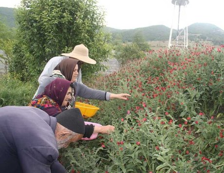 سهم صادرات ایران از گیاهان دارویی ۳۵۰میلیون دلار است