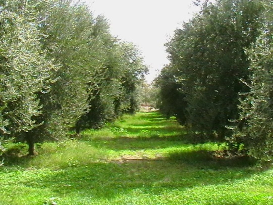 برنامه‎ریزی دقیق و کارشناسی دولت در حوزه کشاورزی/ تلاش برای جذب سرمایه‎گذاری خارجی و افزایش بهره‎وری