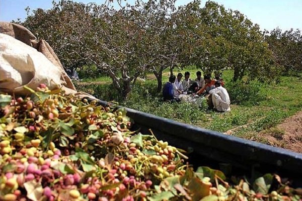 دلالان، بازار پسته را می‌چرخانند