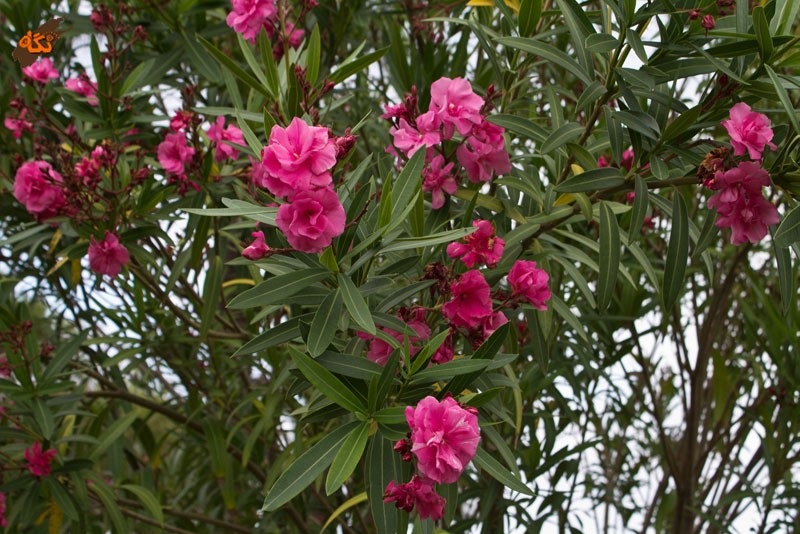 مراقب این ۵ گیاه کشنده باشید