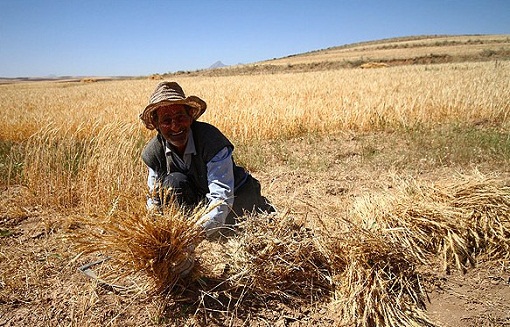 کمک به گندمکاران مناطق زلزله زده