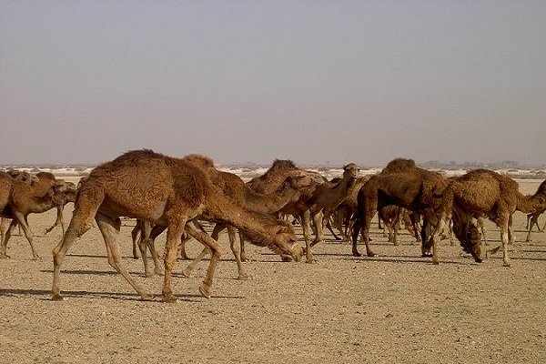 واردات شتر به کشور با مجوز بازارچه‌های مرزی است