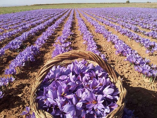 پیش بینی صادرات ۲۰۰ تن زعفران/ هر کیلو گرم زعفران ایرانی در بازار جهانی ۹۰۰ تا ۱۲۰۰ دلار