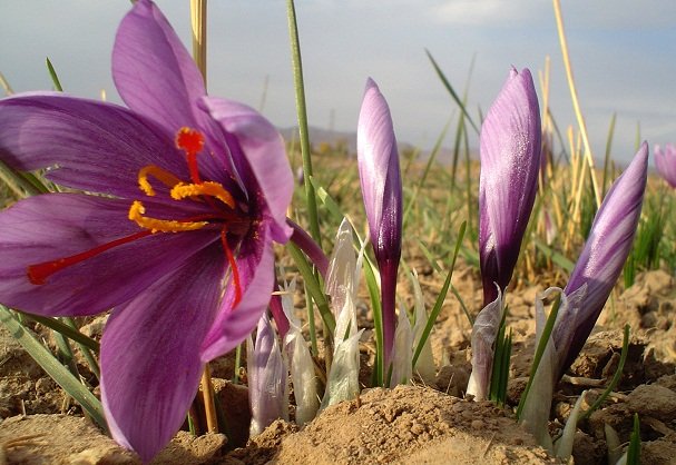 کاهش وجه تضمین اضافی قراردادهای آتی زعفران رشته‌ای درجه یک (پوشال معمولی)