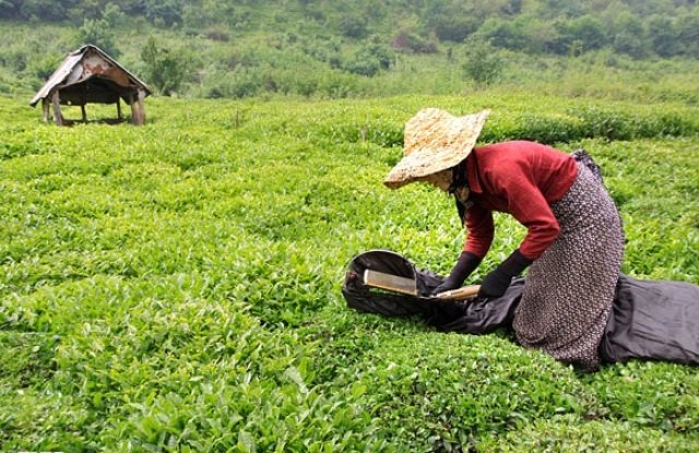 دولت به چای‌کاران بدهکار نیست