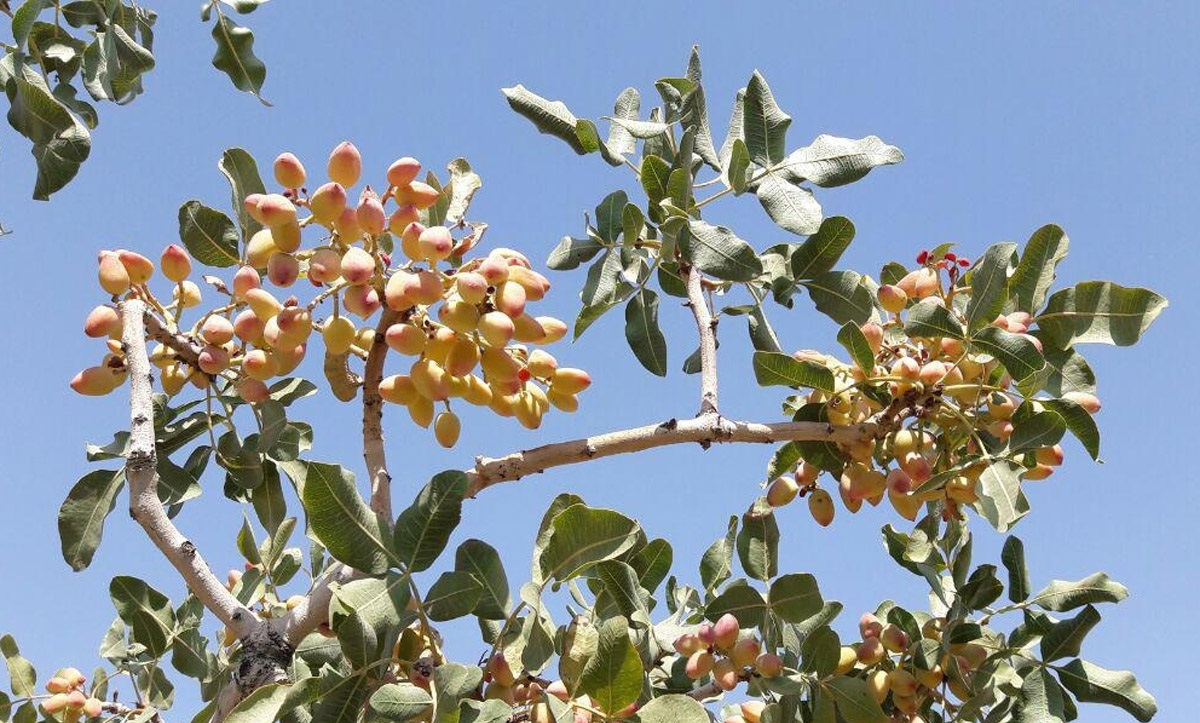 احتمال تکرار بی‌باری درختان پسته در سال آینده/ سهم اندک قطب تولید پسته از باران