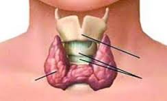 دانستنی‌هایی درباره کم کاری تیروئید