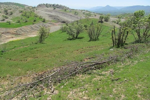 سرمازدگی به باغات ۲۸استان خسارت زد