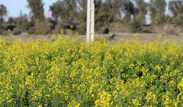 آخرین وضعیت خرید و پرداخت بهای دانه‌های روغنی/ 53درصد از مطالبات گندمکاران پرداخت شده است