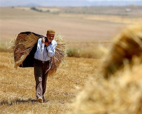 پول گندم‌کاران در دو قسط پرداخت می‌شود