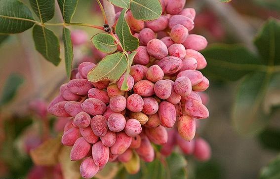 پسته‌ای برای صادرات وجود ندارد