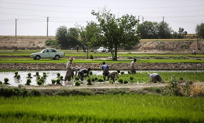 خودکشی دسته‌جمعی کشاورزی در 