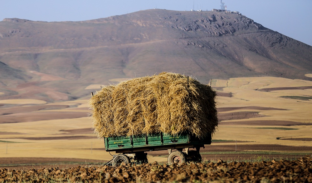 پیش‌بینی تولید 14میلیون تن گندم در سال زراعی جدید