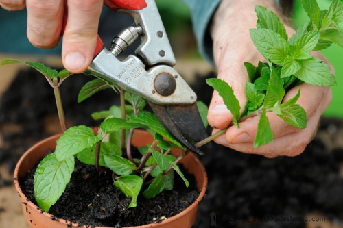 چند نکته برای خرید گل و گیاه