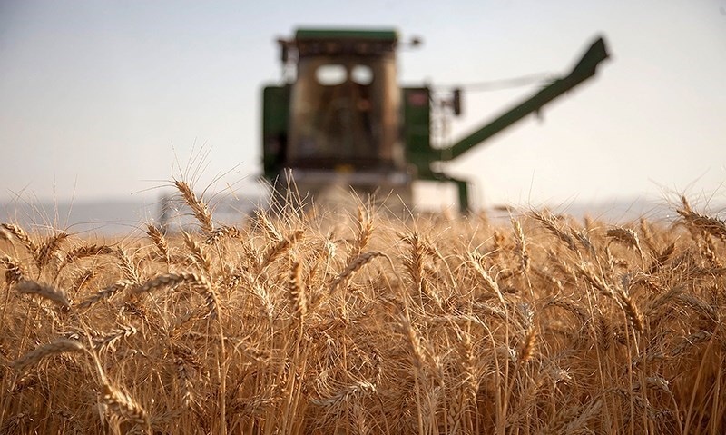 گندم ۳ هزار و ۸۰۰ تومانی وجود ندارد