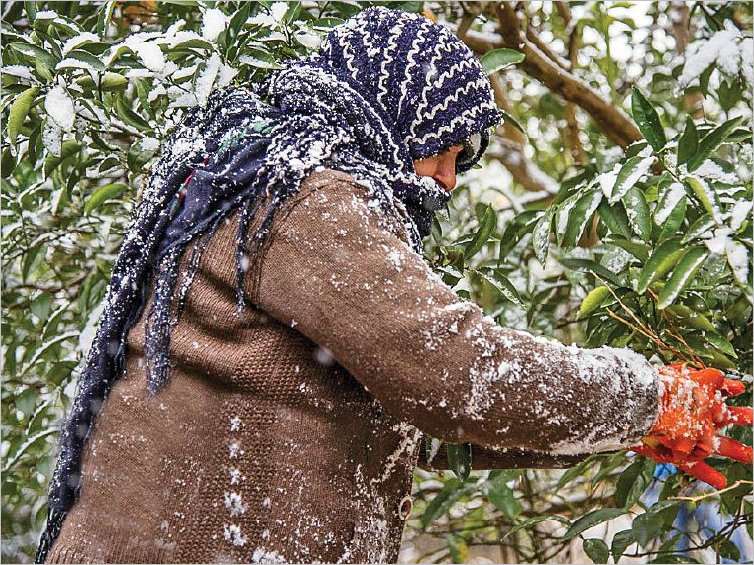 کشاورزان؛ پاسوز سیل و سرما