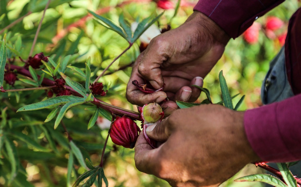 خواص چای ترش