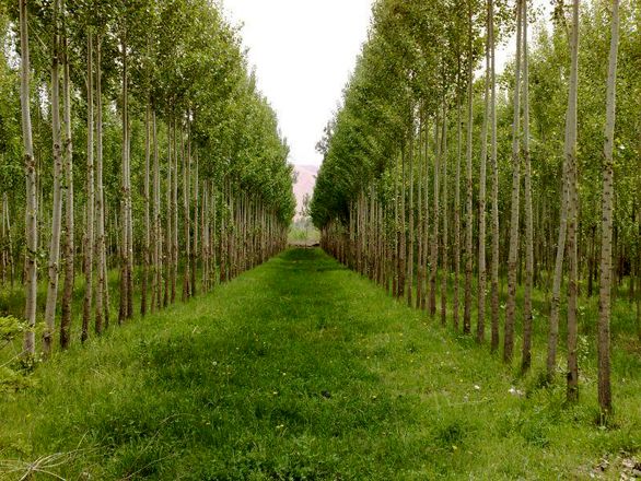 غربت بیمه نامه جنگل برای صنعت بیمه ۸۰ساله