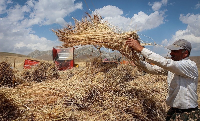 واردات گندم کلید خورد