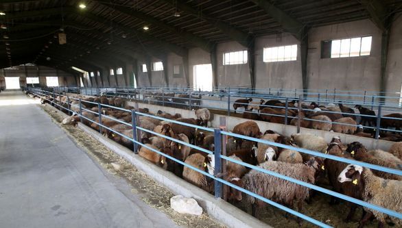 صندوق بیمه کشاورزی خسارت دامداران را دیر می‌پردازد