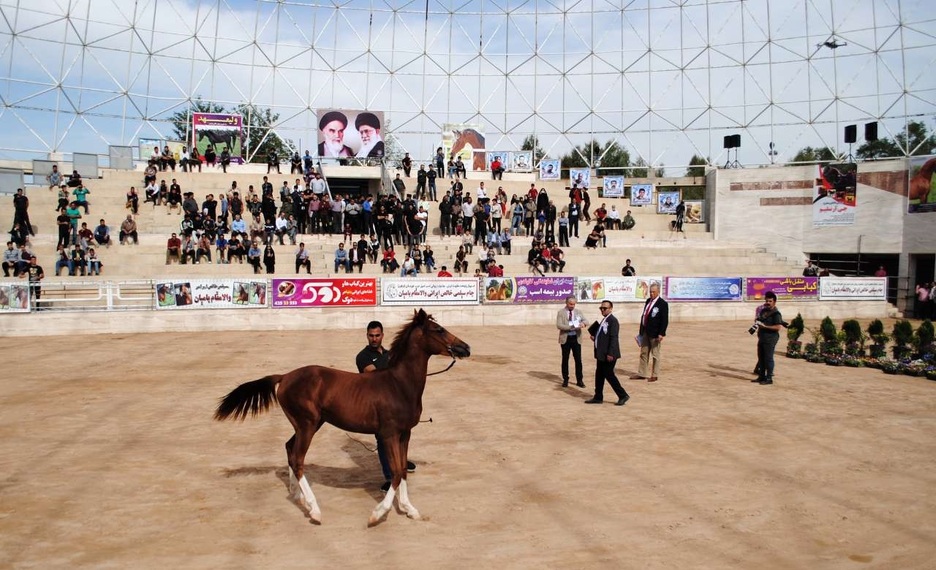 صنعت بیمه پرتفوی کمی در بخش بیمه نامه اسب دارد