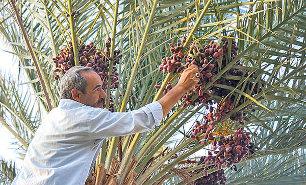 ثبات قیمت خرما طی یکسال گذشته