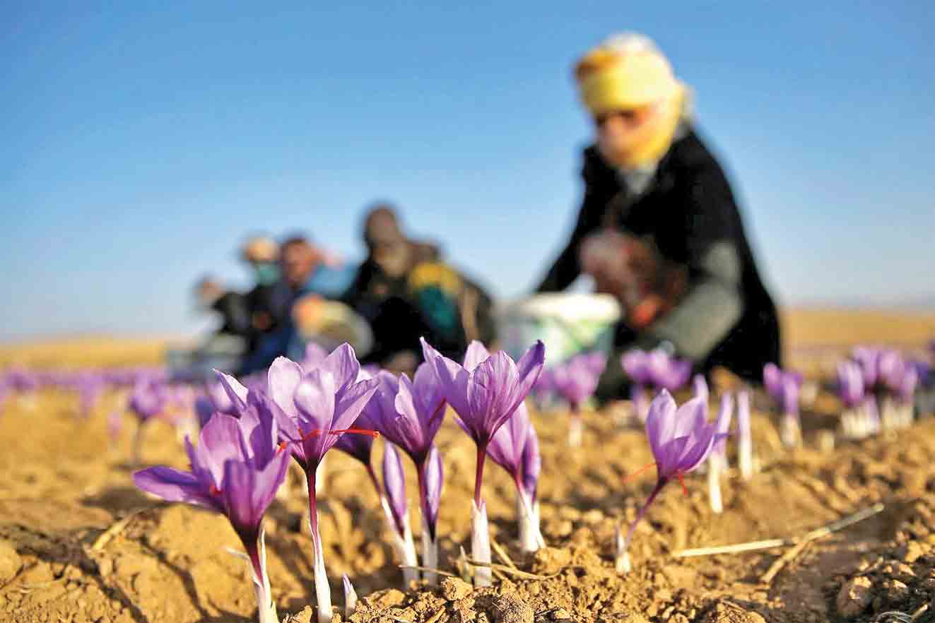 چشم انداز مبهم بازار زعفران